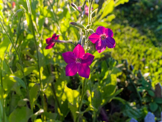 Purple flowers bloomed in the garden