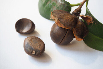 椿の種と殻