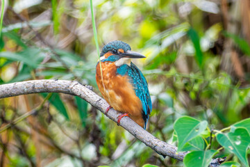 枝にとまるカワセミ