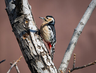 Great spotted woodpecker