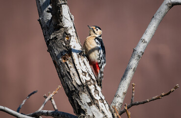 Great spotted woodpecker