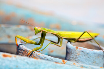 Green mantis explores an ancient blue surface in a sunlit environment