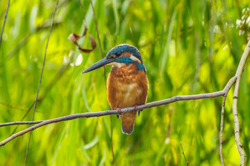 枝にとまるカワセミ