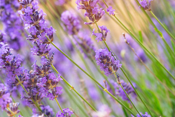Lavender blooms sway gently in the summer breeze under warm sunlight