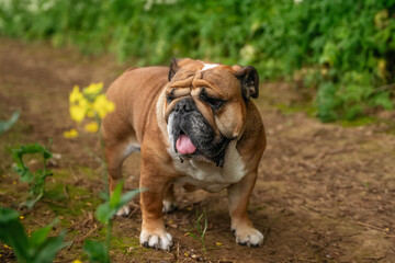Obraz premium Playful bulldog exploring a flower-laden path during a sunny afternoon