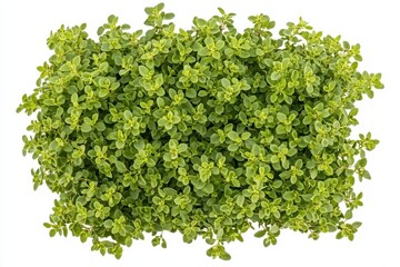 Obraz premium Isolated bunch of thyme on white background seen from above