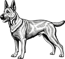 Belgian Malinois dog line vector illustration white background	