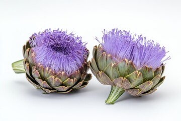 Fototapeta premium Isolated white background featuring two purple edible buds of fresh artichoke flower Culinary idea