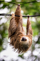 Two-toed sloth hanging from power lines in Tortuguero National Park, Costa Rica © Dagmar