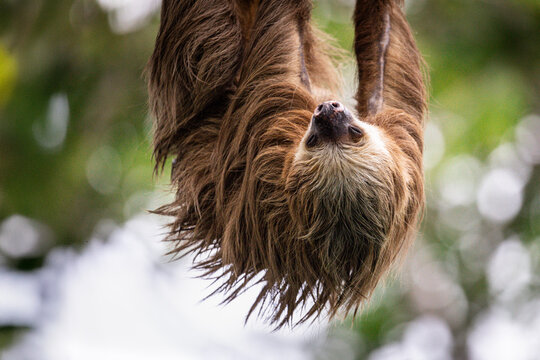 Two-toed sloth hanging from power lines in Tortuguero National Park, Costa Rica