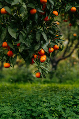 orange tree in the garden