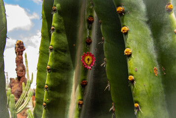 An hidden gem inside a cactus