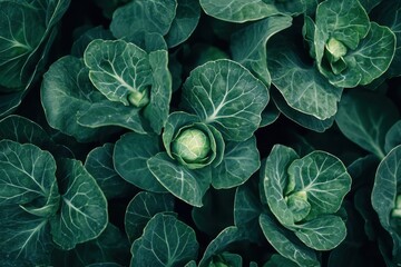 Obraz premium new green brussels sprout leaves on