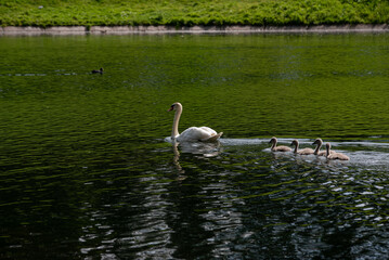 family of white swans with their young children swim through the clear water of a canal near the shore with green grass.