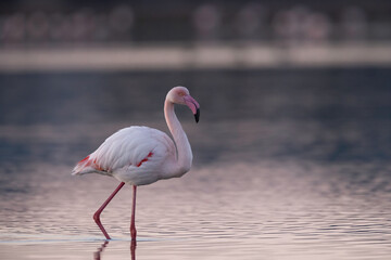 The greater flamingo (Phoenicopterus roseus) is the  largest species of the flamingo family. 