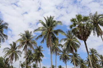 Fototapeta premium Palm Trees in Thailand, Phang Nga Province