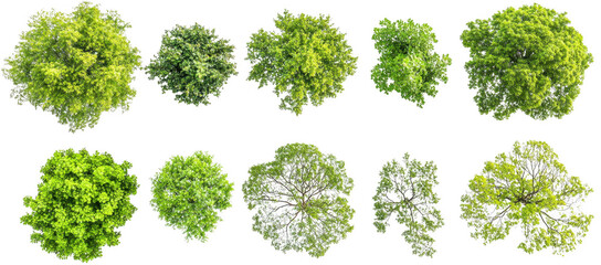 diverse set of lush green trees isolated on transparency background, showcasing various shapes and sizes from top view. vibrant foliage highlights natural beauty and diversity of tree species