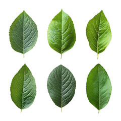 Fototapeta premium Six green leafy branches on a clean white background. Even grid layout with varied textures and veins. Natural growth and calm renewal. Ideal for eco branding, wellness packaging