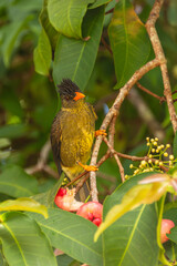 Beautiful Endemic Seychelles Bulbul Enjoys The Wax Apple Fruits