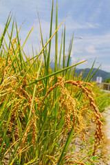 Close up shot of a mature paddy field