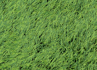 Artificial Synthetic green fibre grass lawn texture detail background