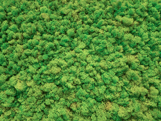 Top view of artificial green plant/moss texture background. Flat green grass texture background.