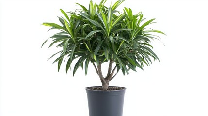 Obraz premium Dracaena plant, pot, tree, leaf, nature, isolated, houseplant, flower, botany, ficus, potted, leaves, decoration, gardening, growth, home, palm, flowerpot, house, flora, garden, object, herb, tropical