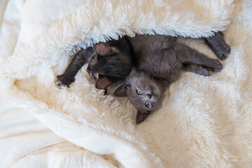 Naklejka premium cute little kittens at home. Selective focus.