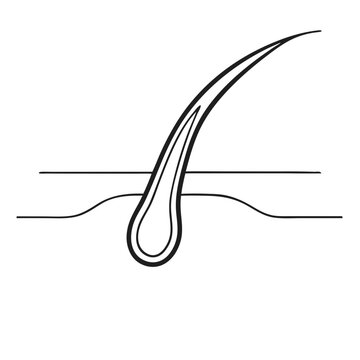black and white hair follicle graphic clip art preview