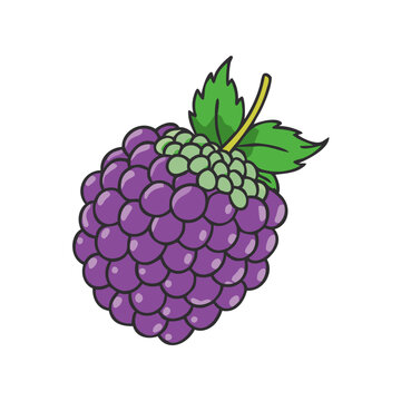 purple blackberry fruit with green leaves clip art preview