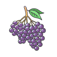 elderberry vector icon, fruit vector illustration - simple illustration of elderberry perfect for logos, and fruit-themed designs.
