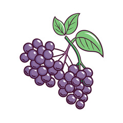 elderberry vector icon, fruit vector illustration - simple illustration of elderberry perfect for logos, and fruit-themed designs.