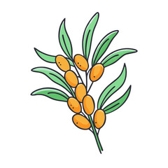 sea buckthorn vector icon, fruit vector illustration - simple illustration of sea buckthorn perfect for logos, and fruit-themed designs.