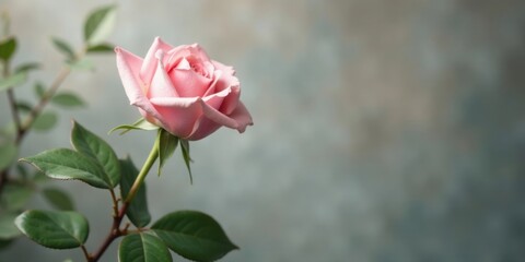Obraz premium A single delicate pink rose blossom on a stem with green leaves against a muted background