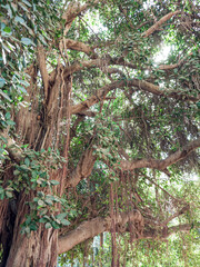 old Banyan tree Ficus benghalensis Tree at Cairo, Egypt