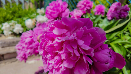 Vibrant pink peonies bloom in a sunlit garden, symbolizing romance and beauty, perfect for spring or Mother's Day themes