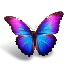 Fototapeta premium Vibrant butterfly with gradient purple and blue wings isolated on white background, file jpg