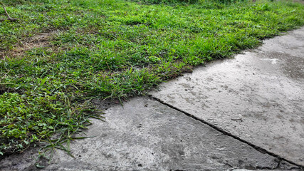 Close-up of a wet concrete walkway bordered by lush green grass, reflecting nature's resilience and urban gardening concepts