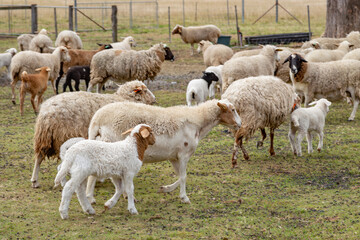 sheep and lambs