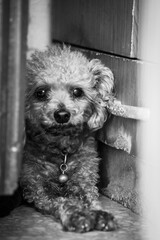 the poodle lay on the floor with black and white tone