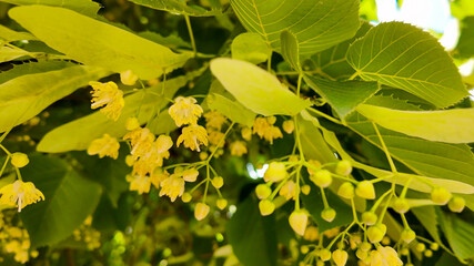 Vibrant lime tree blossoms with lush green leaves, symbolizing growth and renewal for an eco-friendly lifestyle or Earth Day
