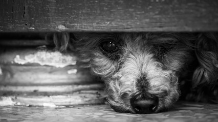 the poodle lay on the floor with black and white tone