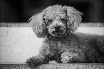 the poodle lay on the floor with black and white tone