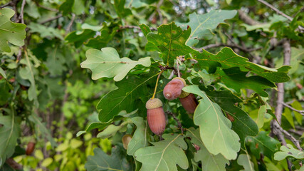 Close-up of oak tree branches with acorns and lush green leaves, symbolizing nature, growth, and...
