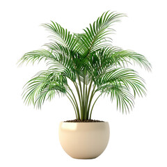 Obraz premium Green Palm Tree in Cream Pot on isolated background