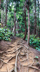 Sentier en for&ecirc;t de cryptom&eacute;rias, La R&eacute;union.
