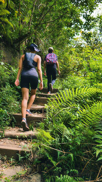 Randonn&eacute;e en milieu tropical, La R&eacute;union.