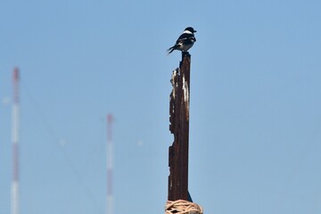 A black and white bird is perched on top of a metal pole which has rusted away. Rope is tied around its base. The sky is blue. Out of focus red and white poles are in the background.