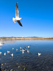 seagulls on the lake