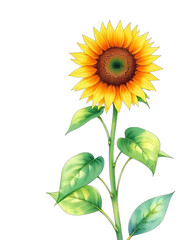 Fototapeta premium Sunflower watercolor element 